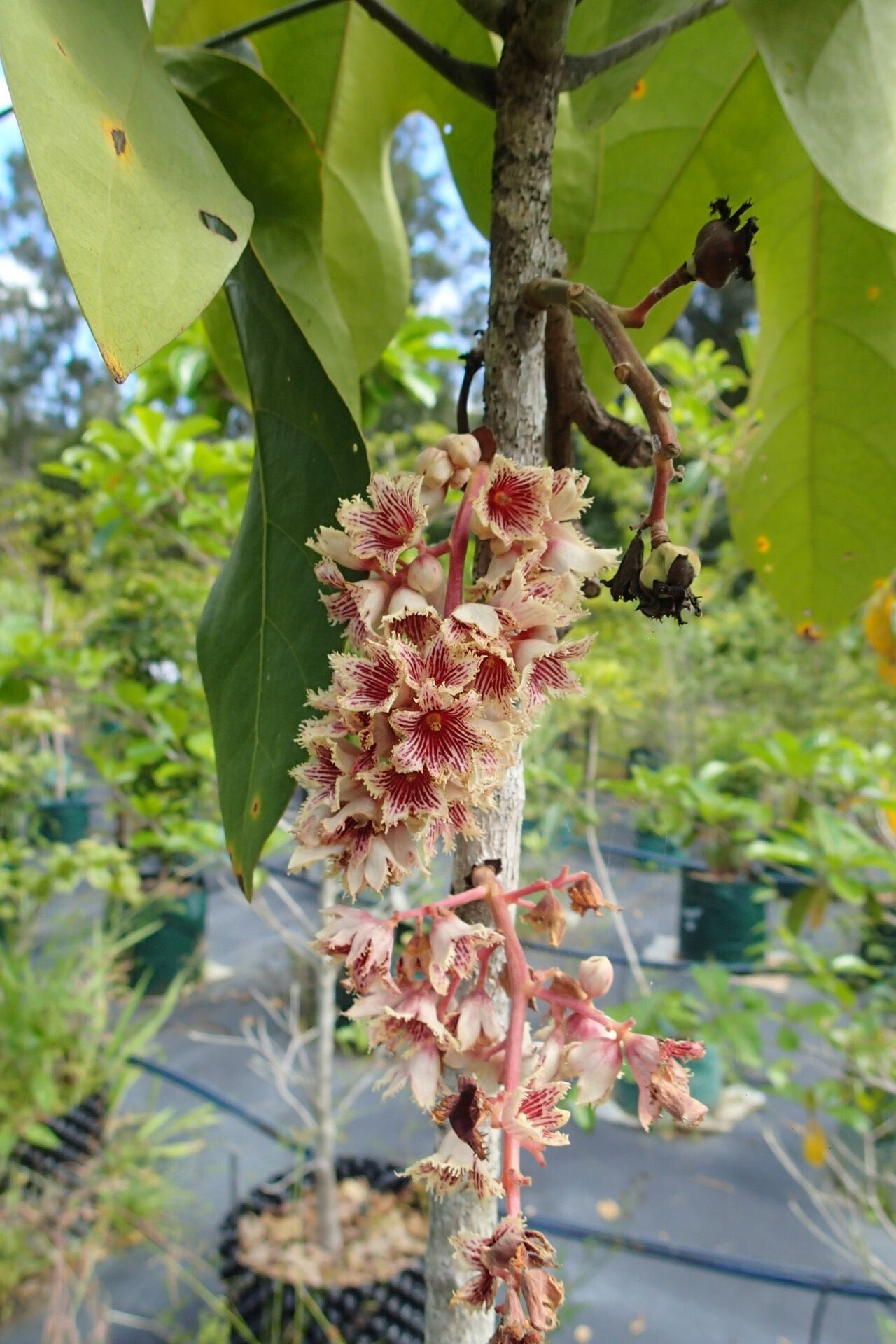 Acropogon jaffrei flower