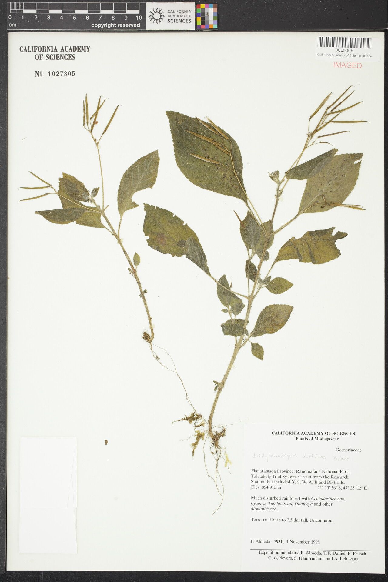 Streptocarpus vestitus — search result for 'Streptocarpus'