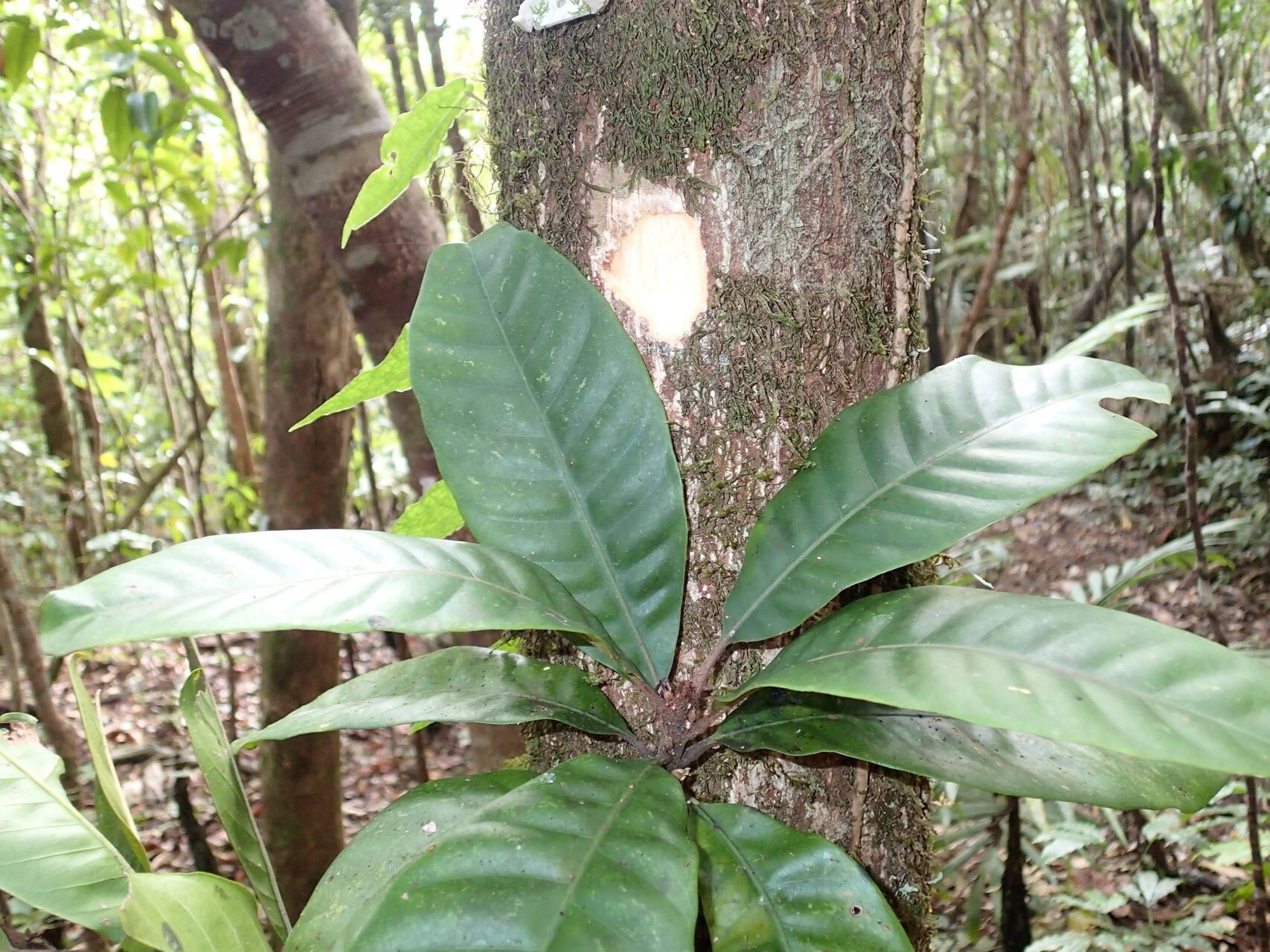 Planchonella roseoloba bark