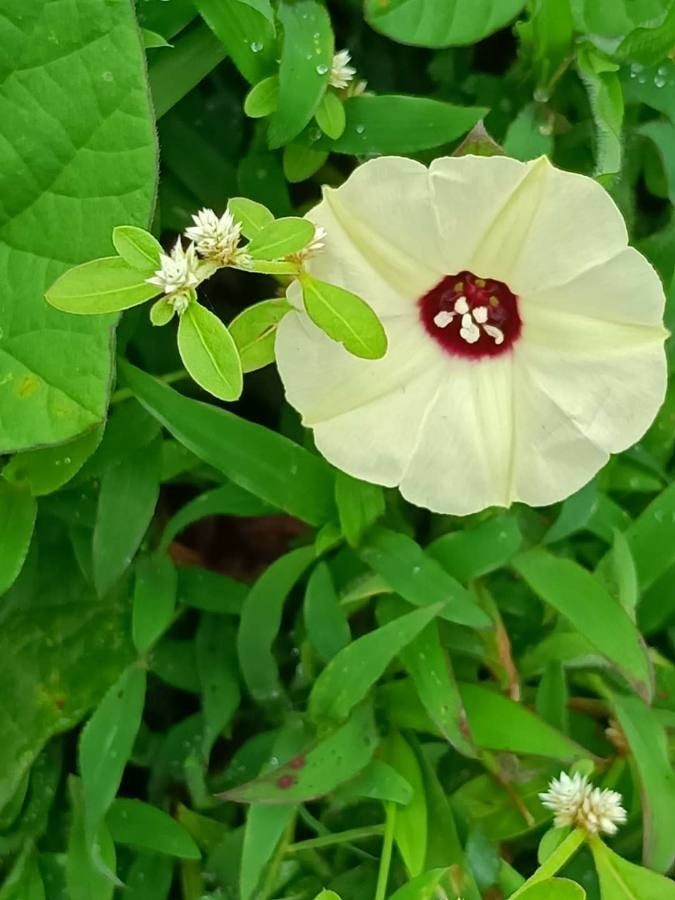 Merremia tridentata flower