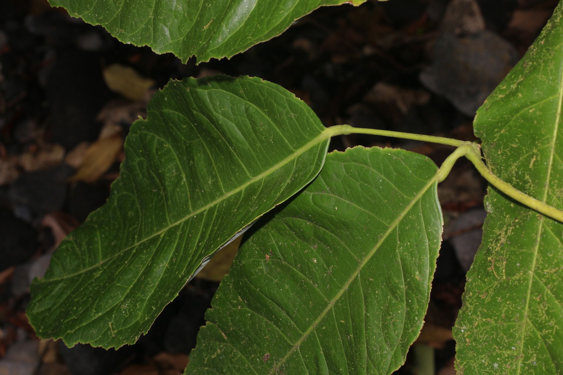 Amyris brenesii — related species from the same genus