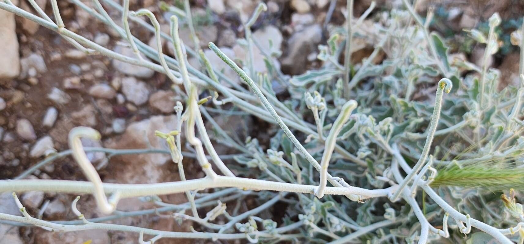 Matthiola flavida fruit