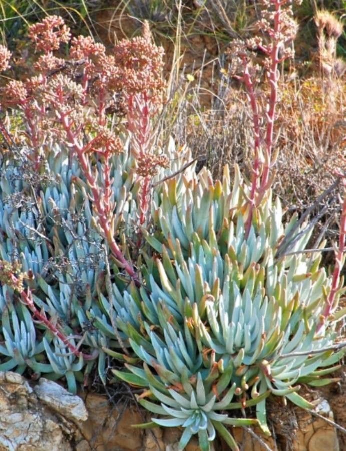 Dudleya virens