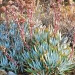 Dudleya virens