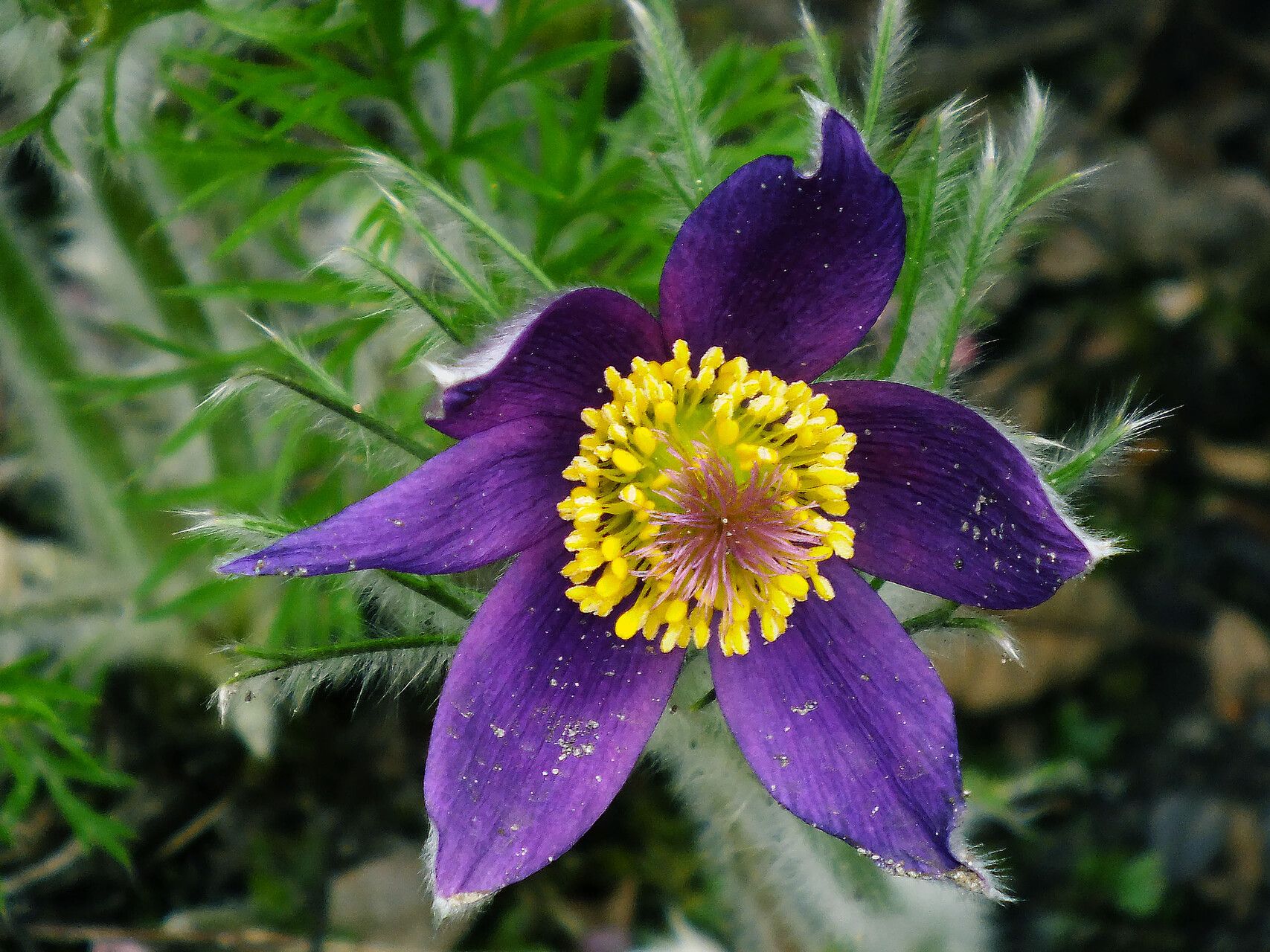 Pulsatilla chinensis flower