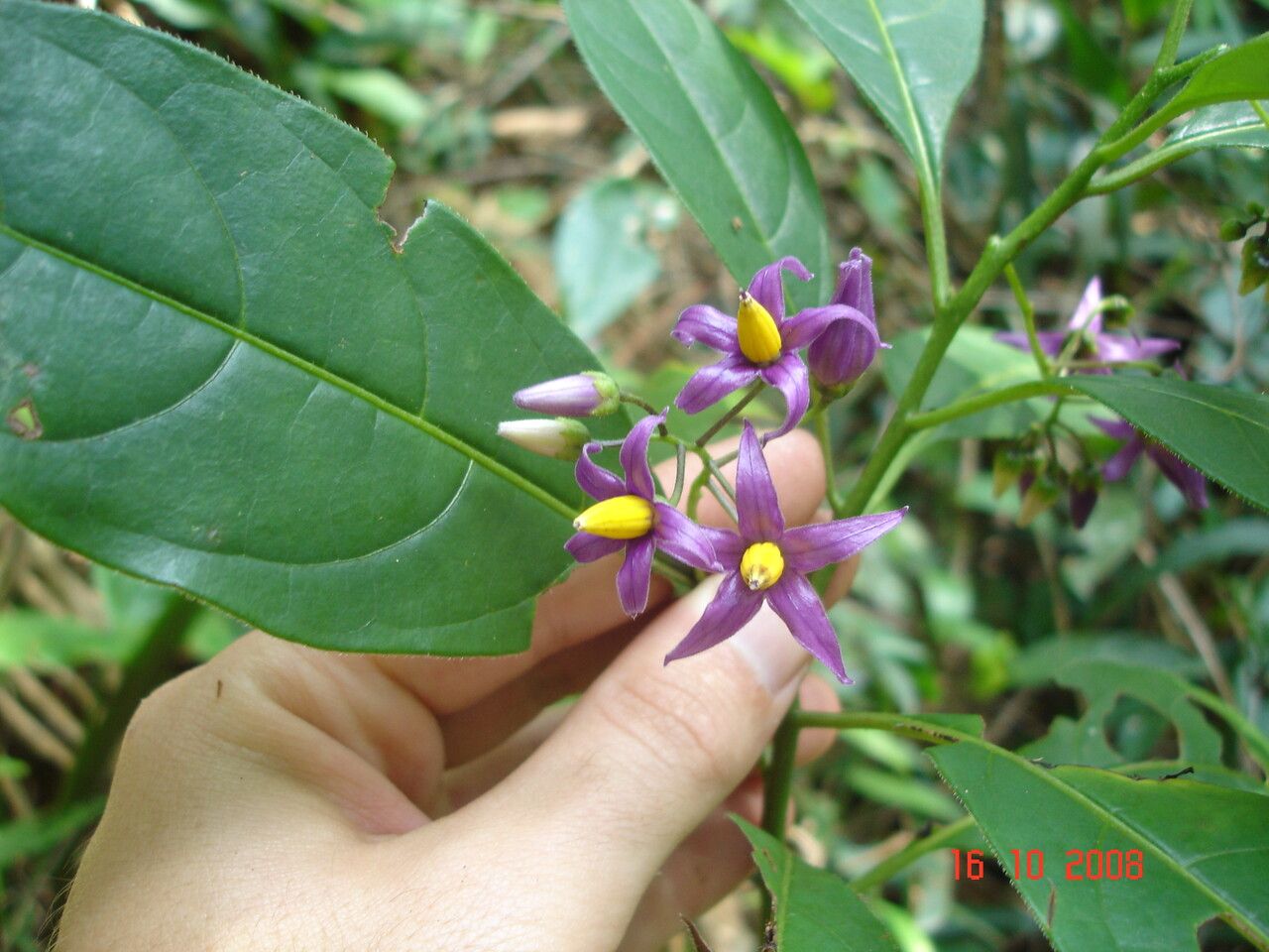 Solanum melissarum — houseplant care guide