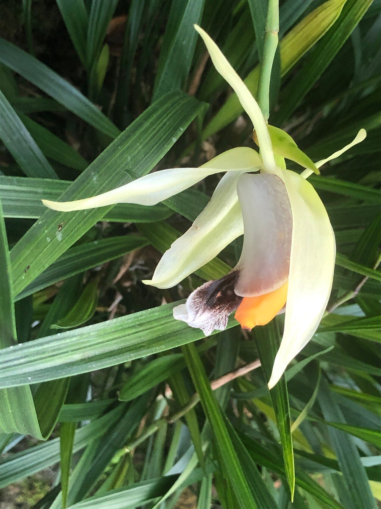 Coelogyne rumphii — houseplant care guide