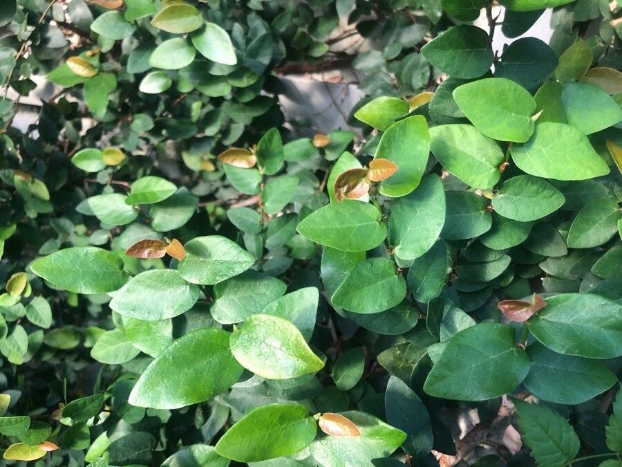 Uncaria tomentosa — houseplant care guide