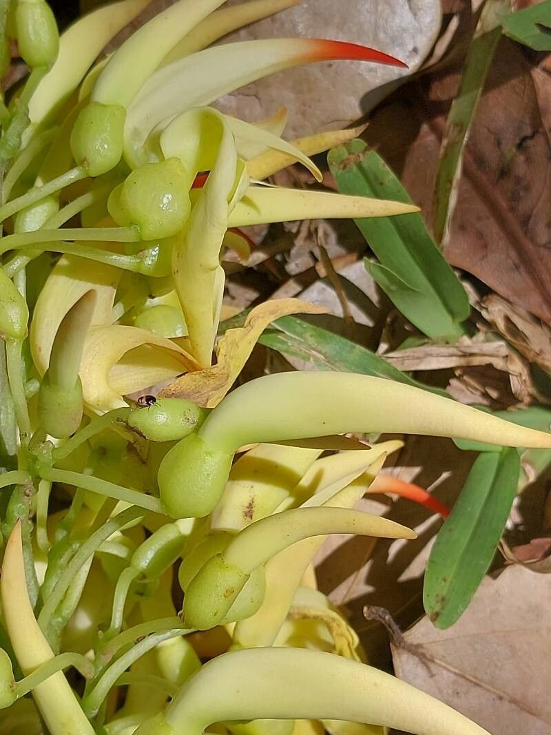 Strongylodon craveniae flower