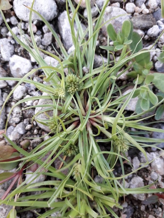 Cyperus michelianus — search result for 'Cyperus'