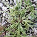 Cyperus michelianus