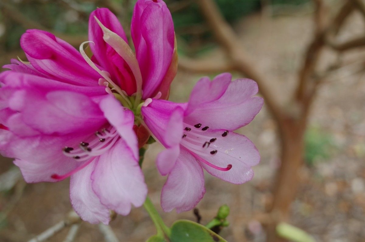Rhododendron cyanocarpum flower