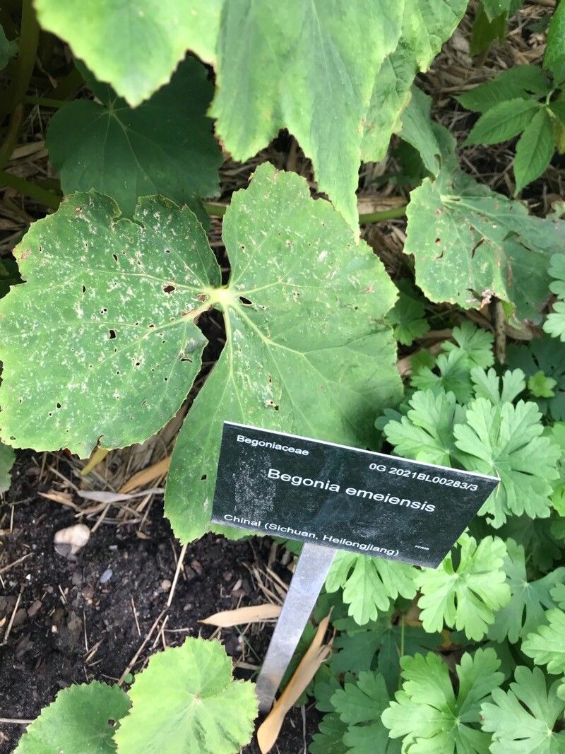 Begonia emeiensis — houseplant care guide