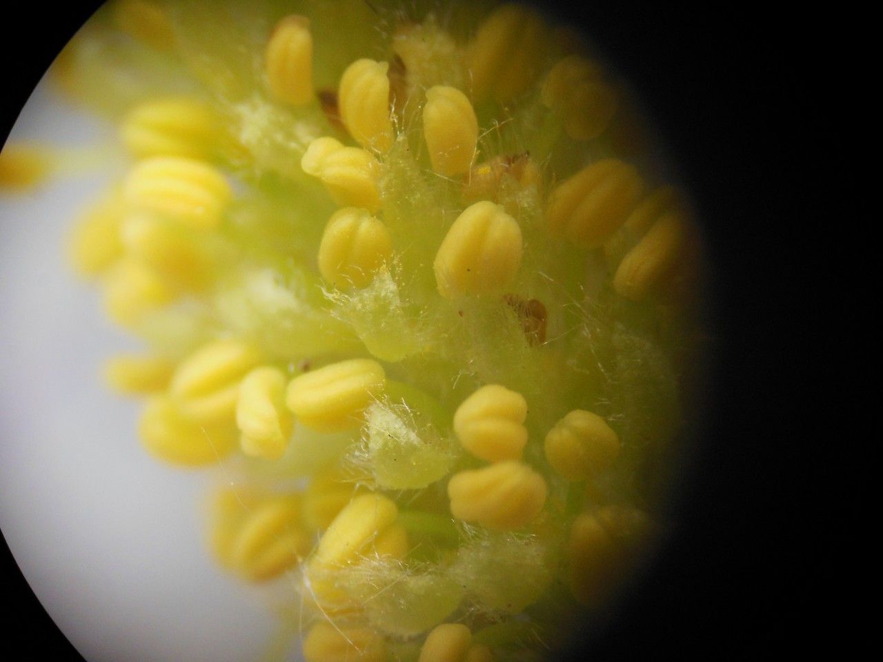 Salix x rubens flower