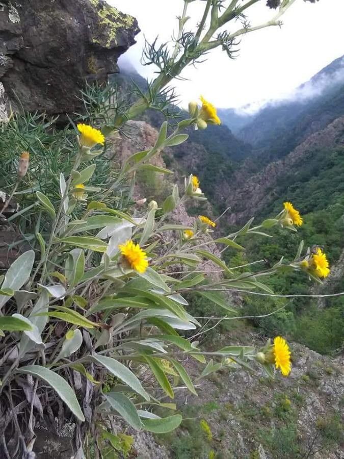 Inula aschersoniana — related species from the same genus