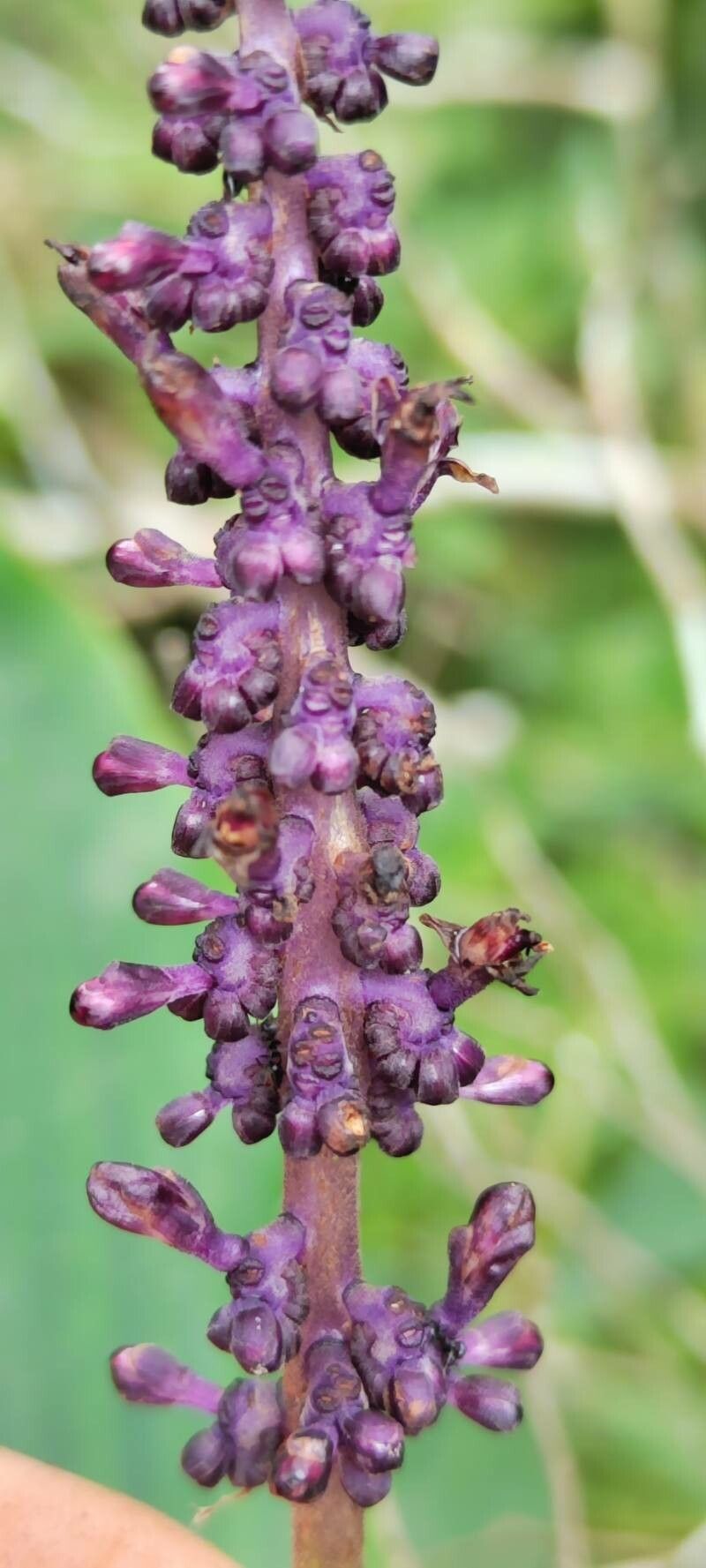 Palisota ambigua flower