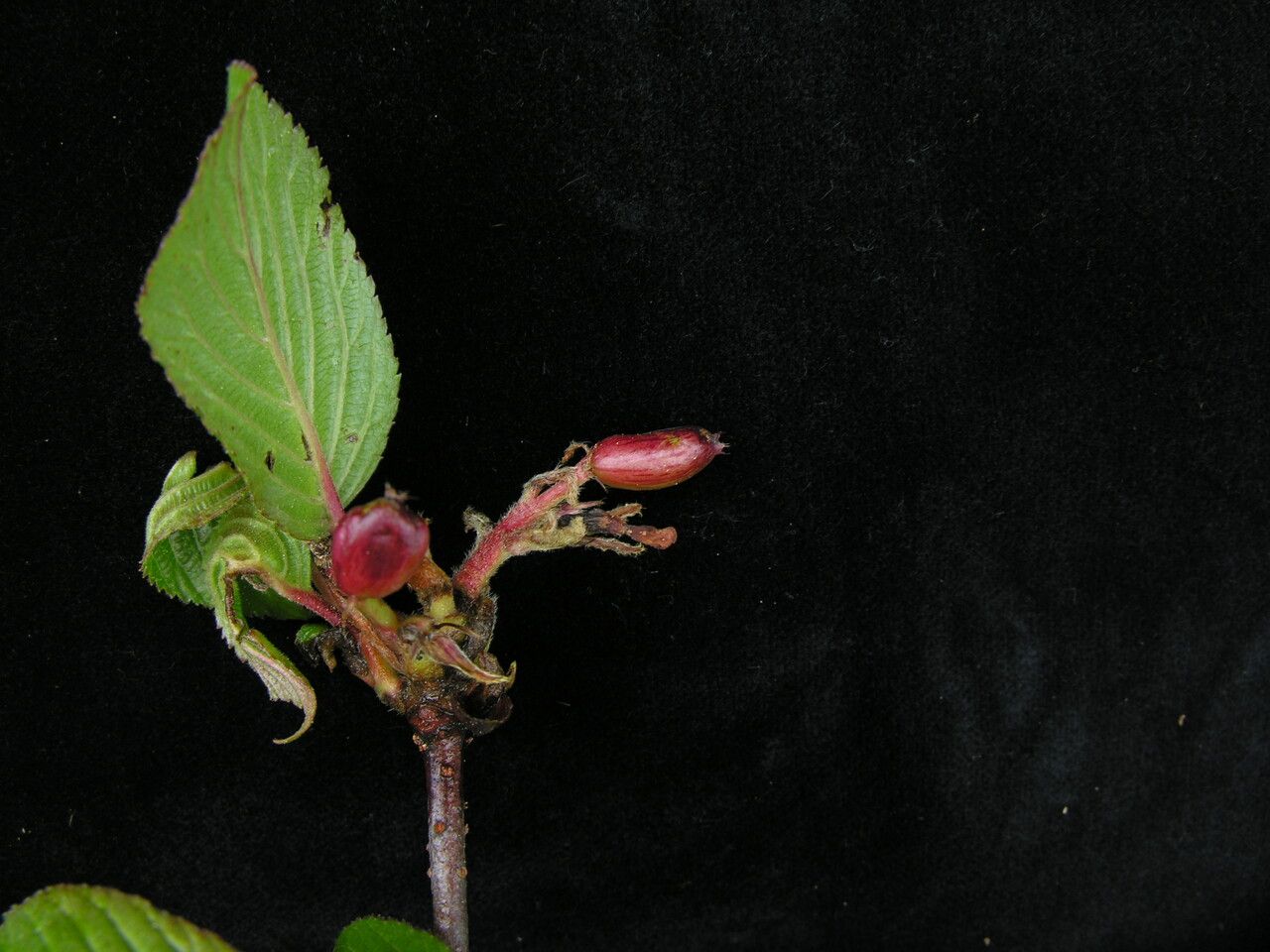 Viburnum grandiflorum habit