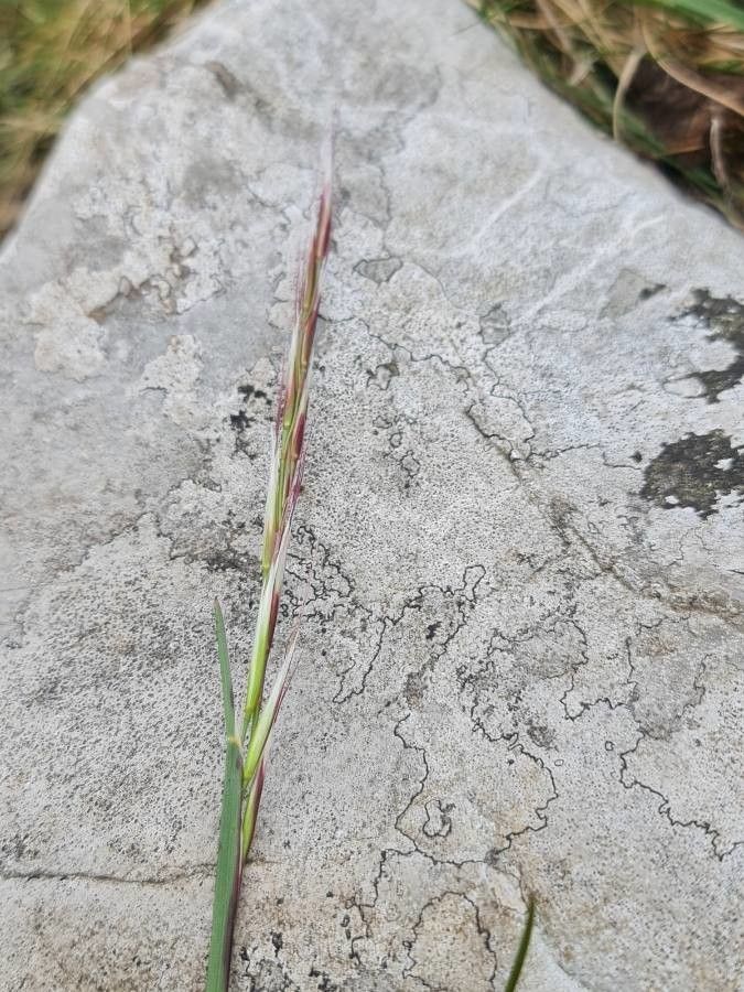 Andropogon distachyos flower