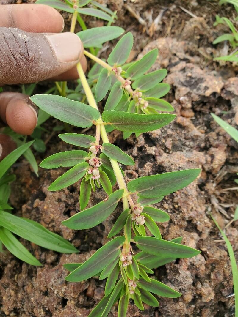 Euphorbia convolvuloides leaf