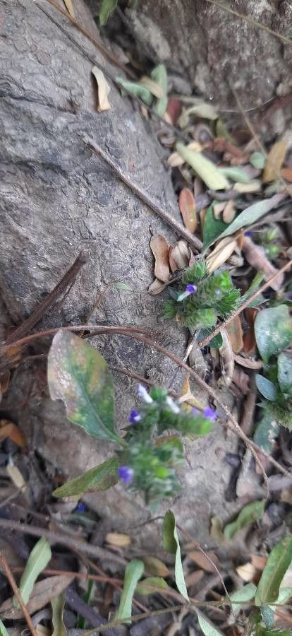 Rungia pectinata flower