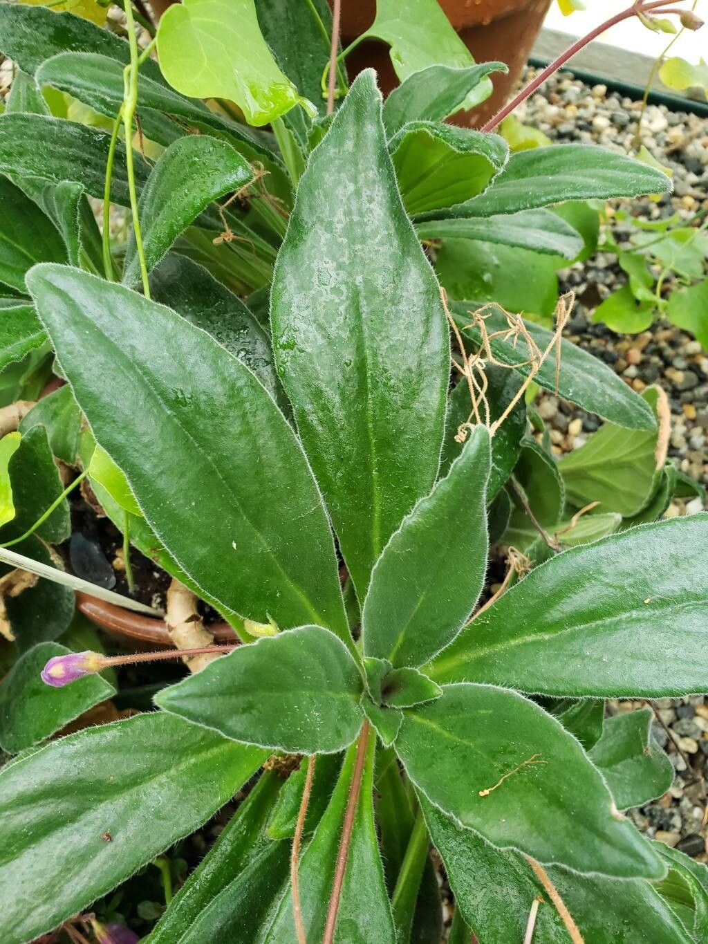 Primulina longgangensis — related species from the same genus