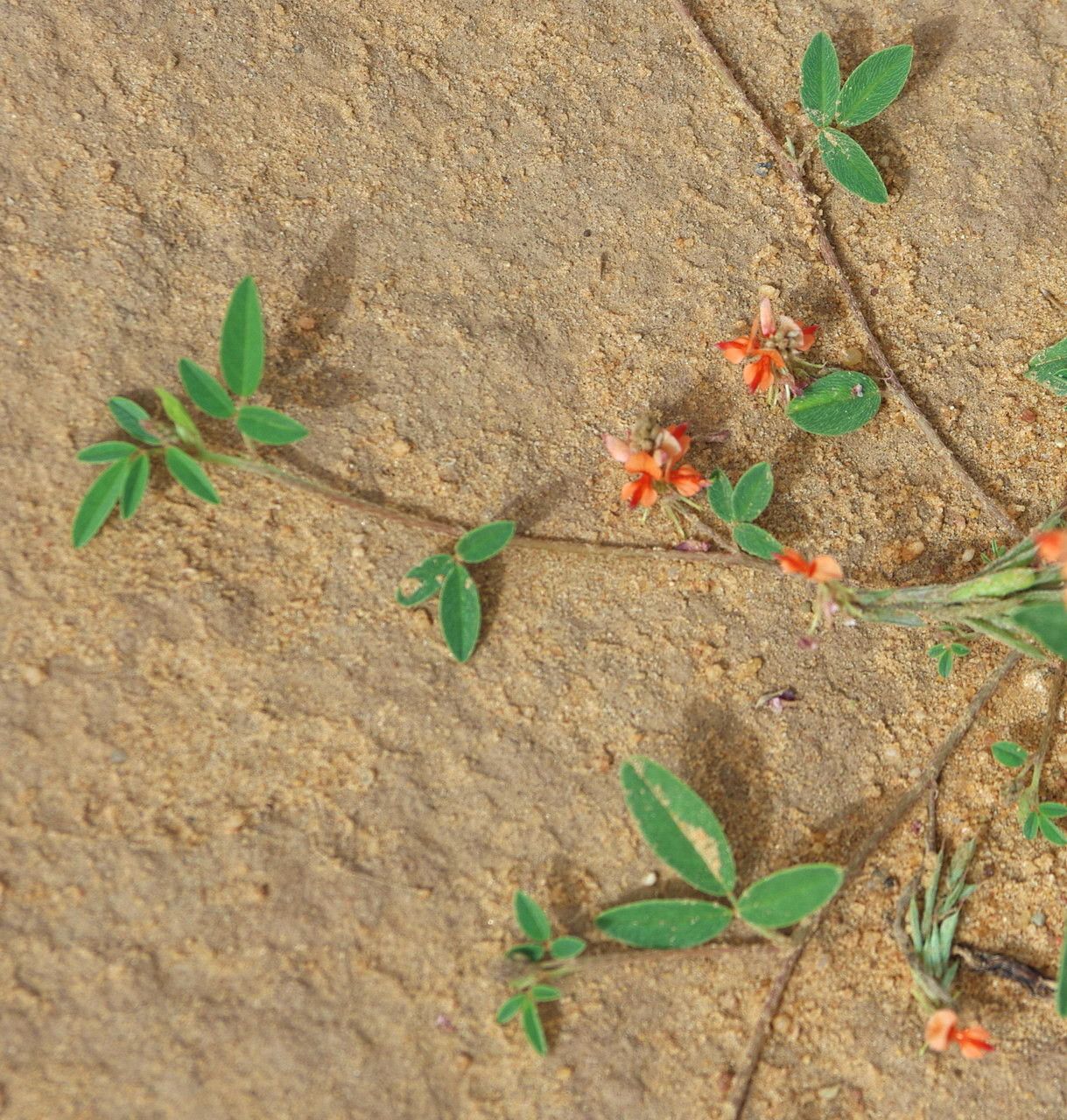 Indigofera senegalensis flower