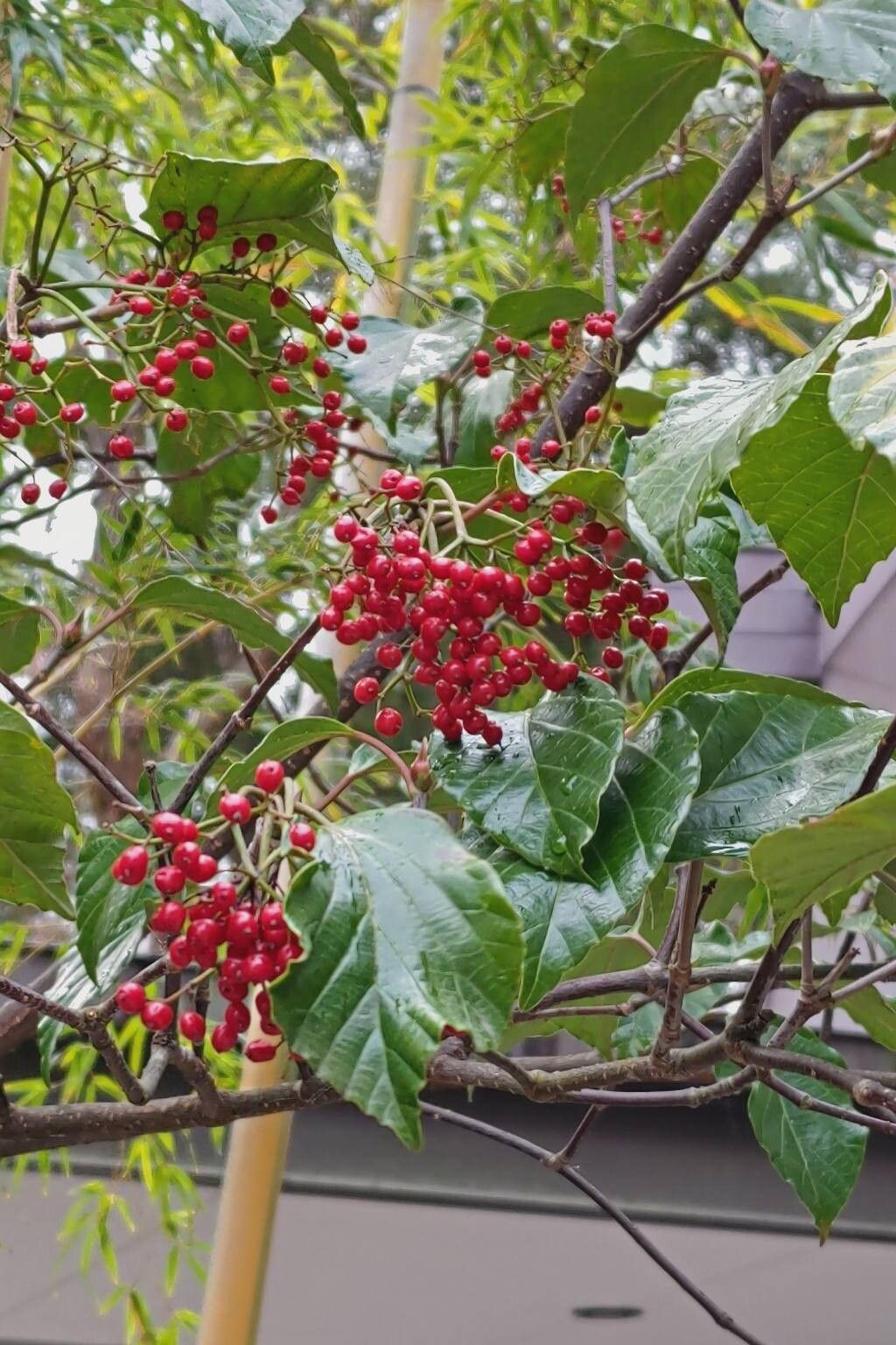Viburnum japonicum fruit