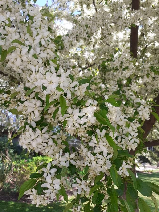Malus sieboldii flower