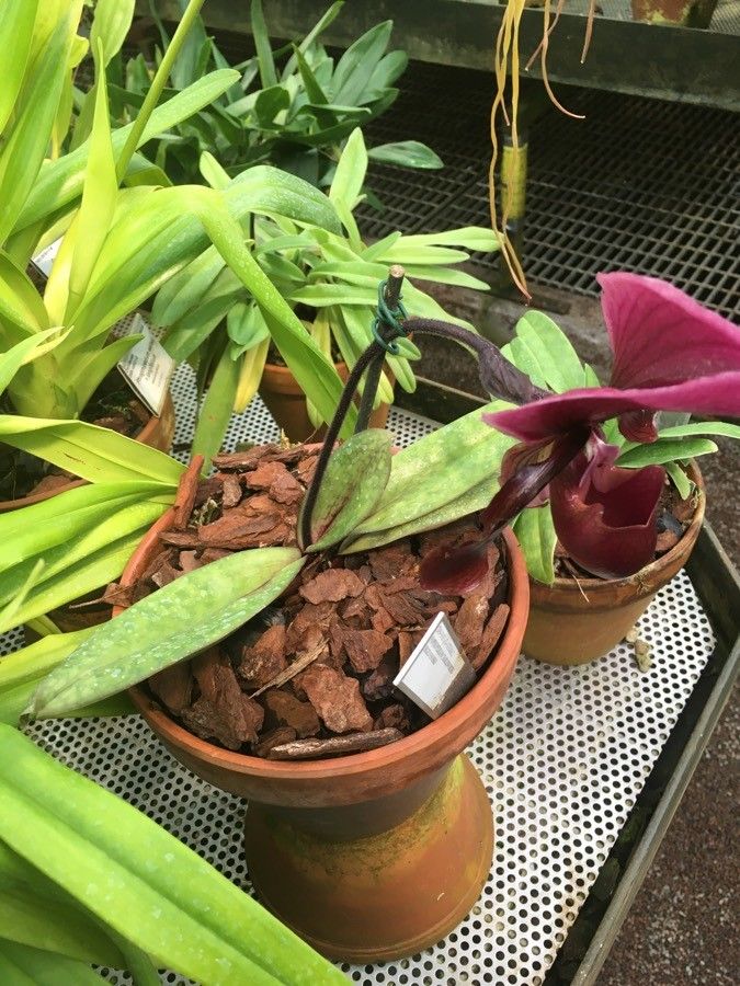 Paphiopedilum charlesworthii habit