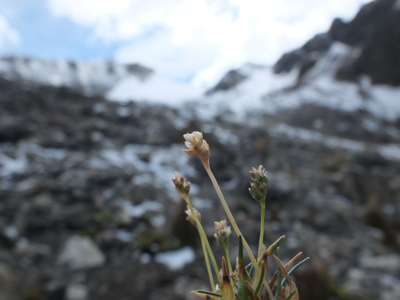 Poa perligulata — search result for 'Poa'