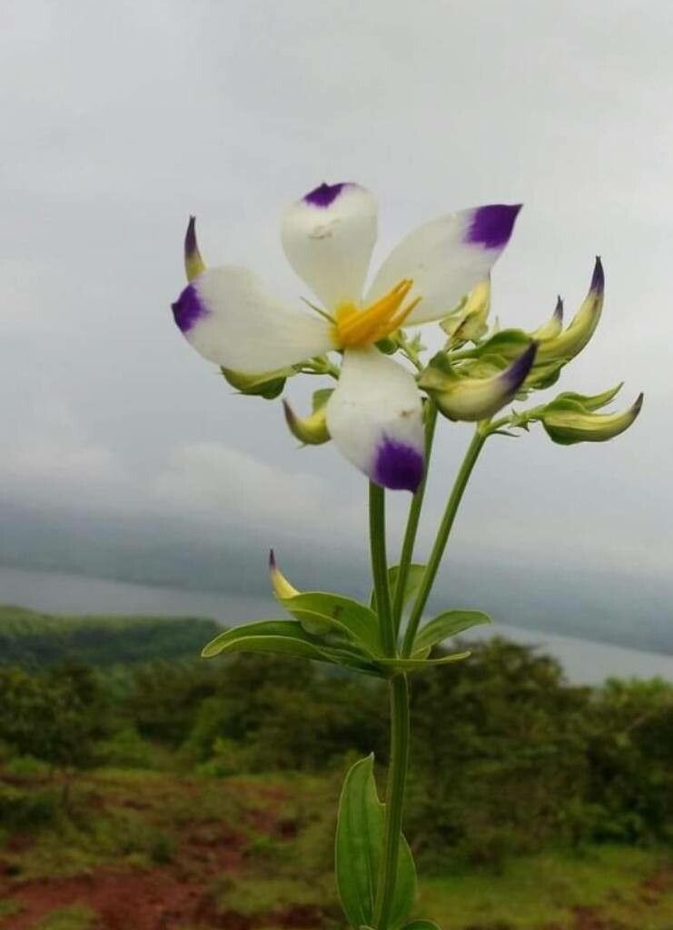 Exacum tetragonum flower