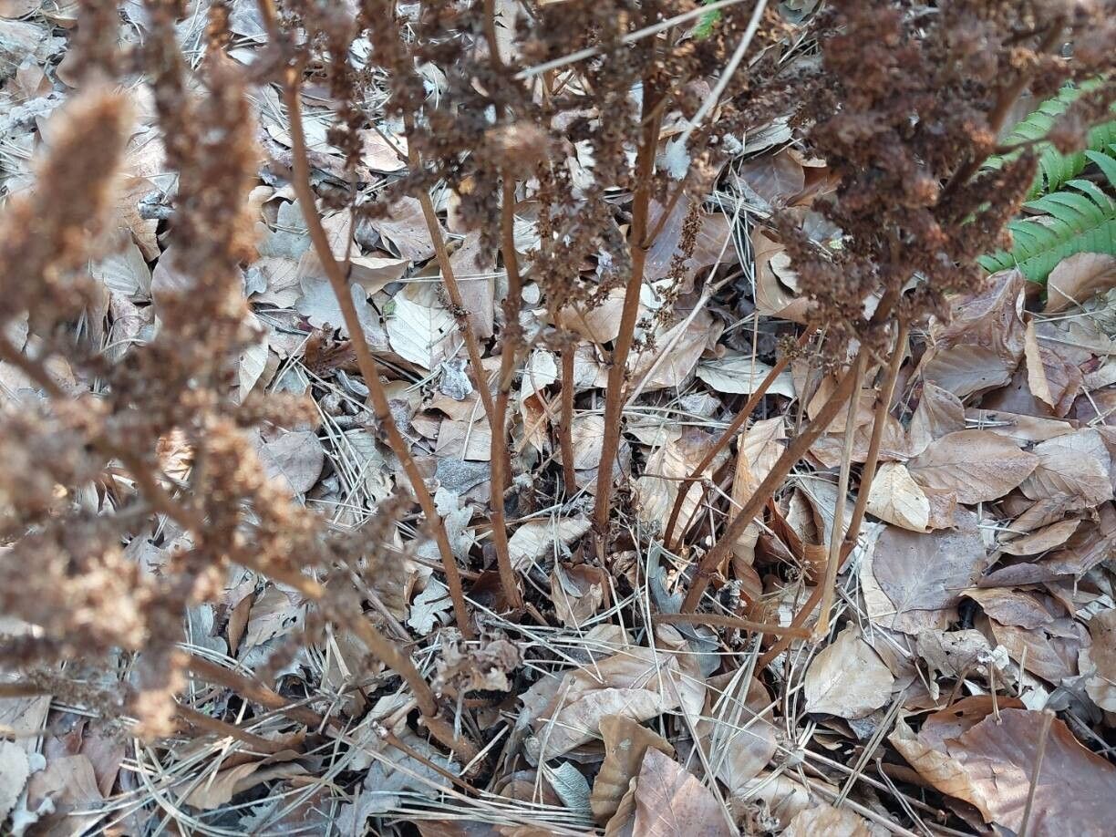 Astilbe macroflora other