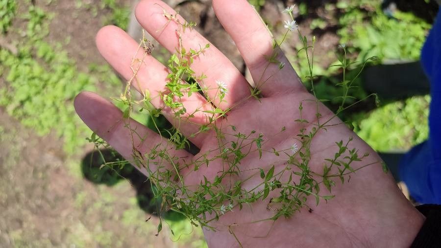 Stellaria crassifolia habit