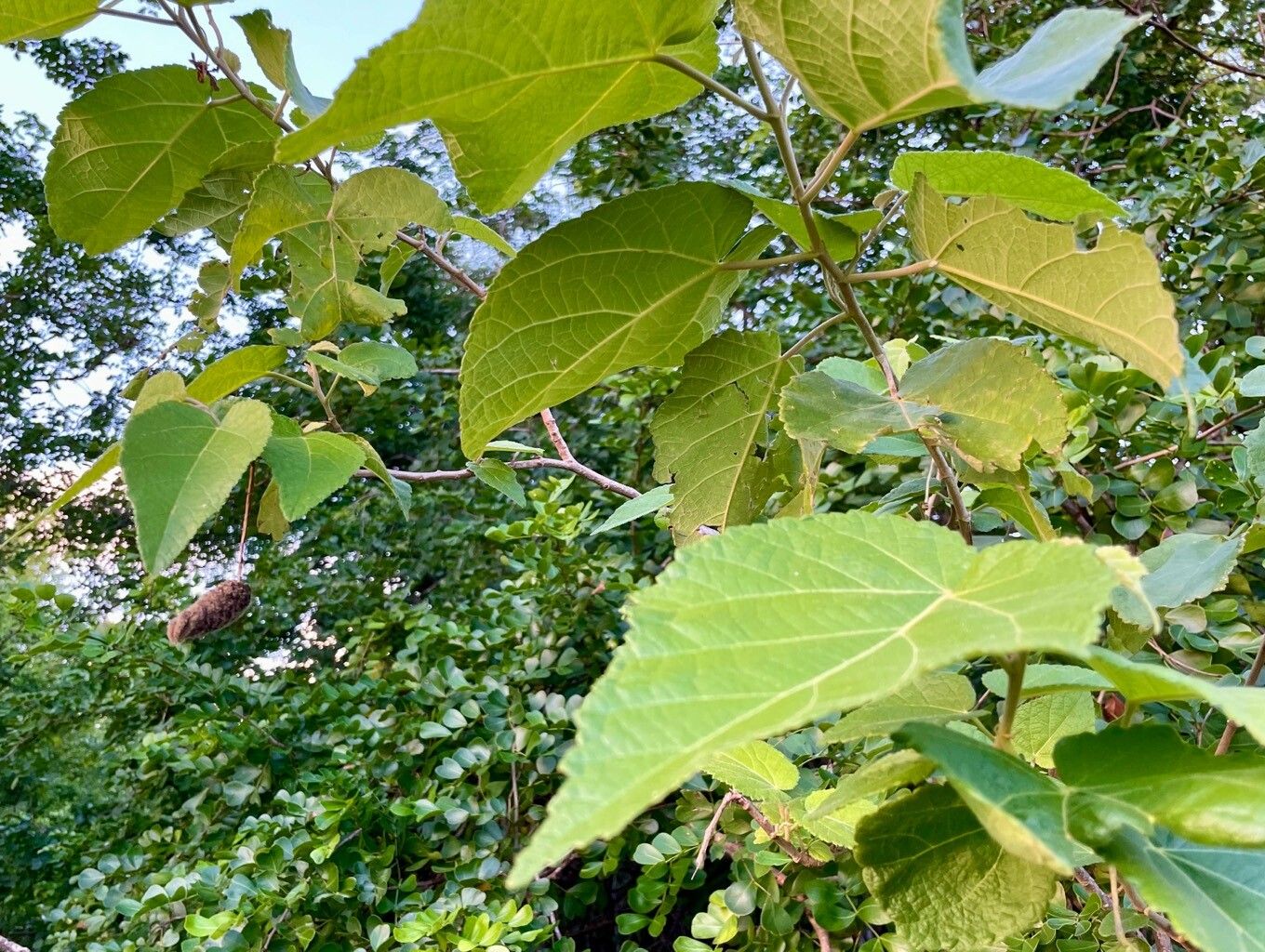 Helicteres jamaicensis habit