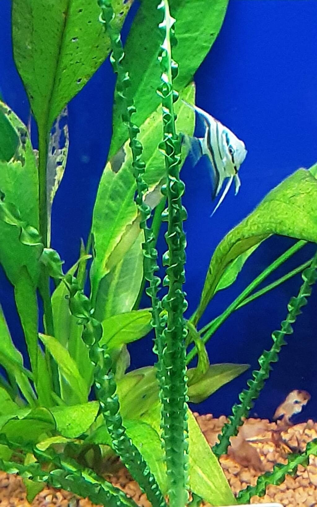 Crinum calamistratum — search result for 'Crinum'