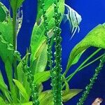 Crinum calamistratum