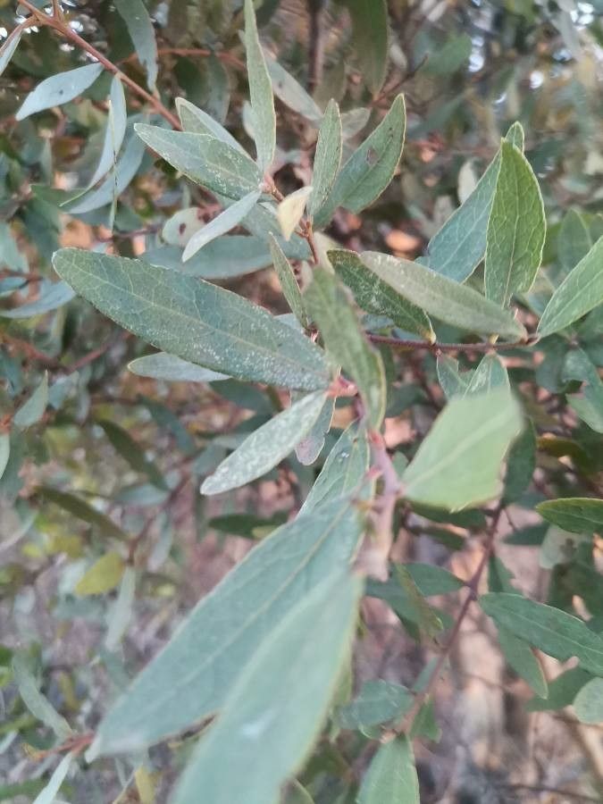 Euclea crispa — related species from the same genus