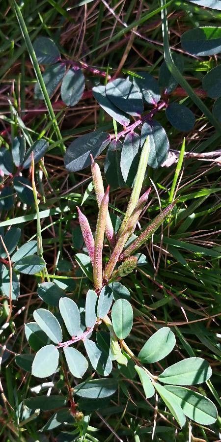 Indigofera spicata fruit