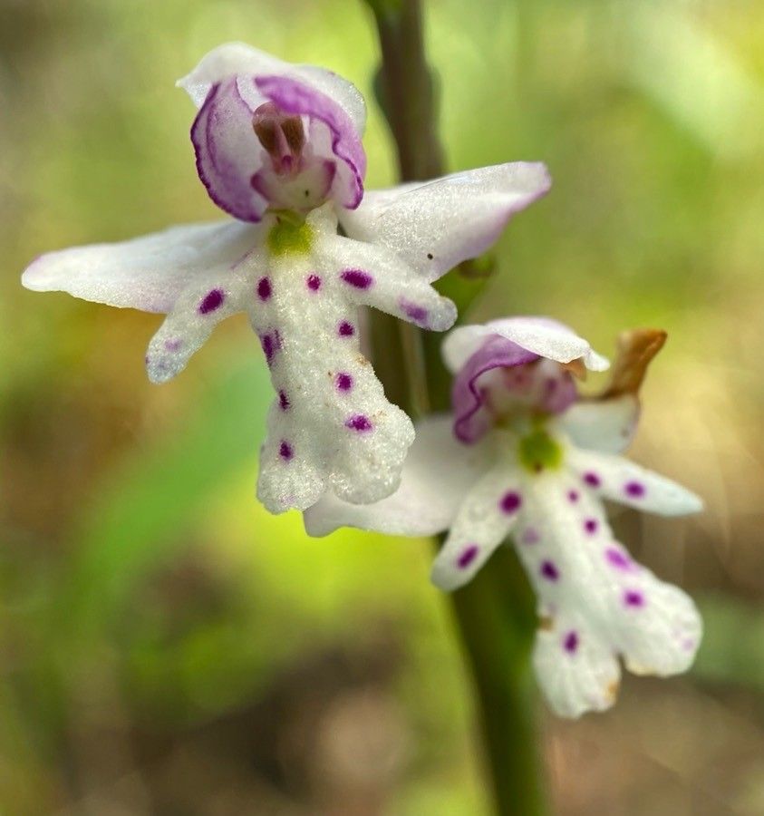 Galearis rotundifolia flower