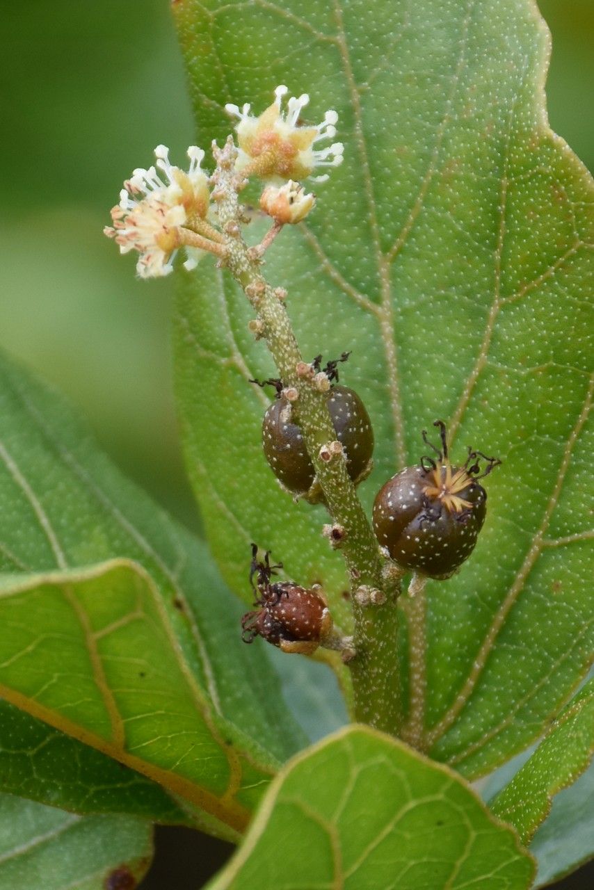 Croton grangerioides flower