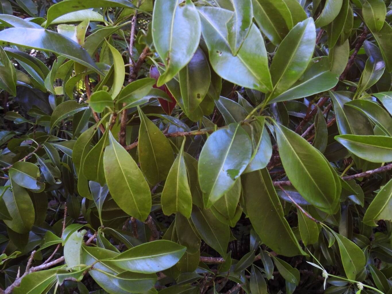 Planchonella chartacea — related species from the same genus