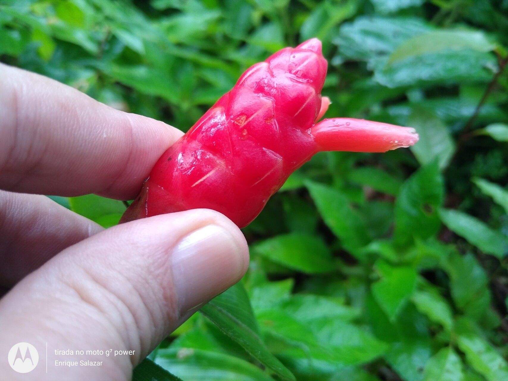 Costus sprucei flower