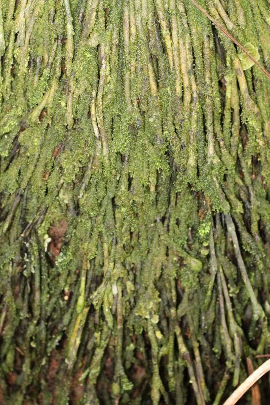 Oenocarpus bacaba other