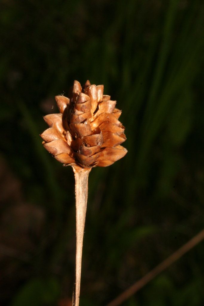 Xyris tennesseensis fruit