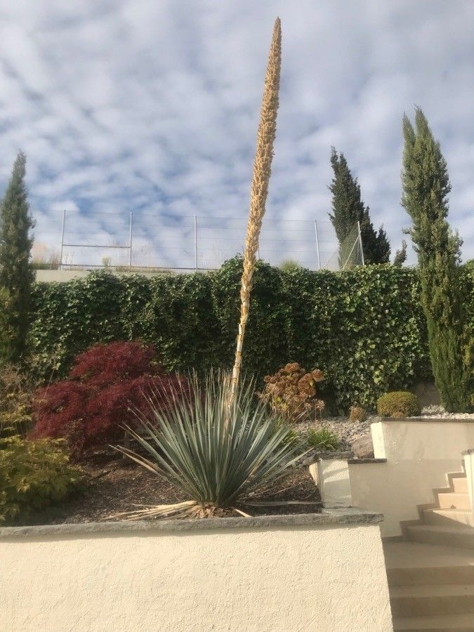 Dasylirion wheeleri flower