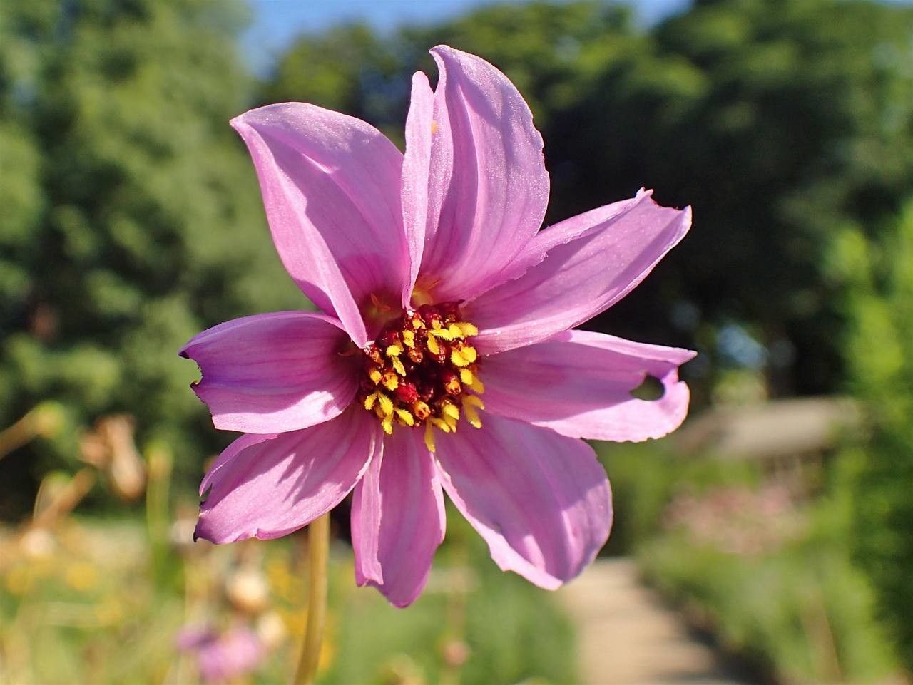 Dahlia merckii flower