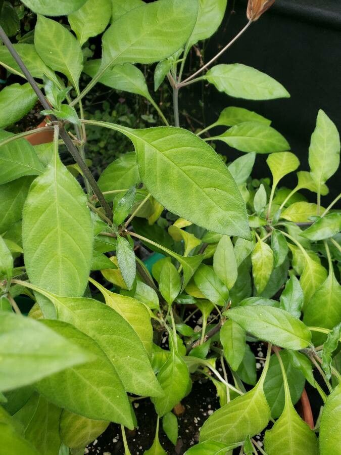 Begonia goegoensis — search result for 'Begoniaceae'