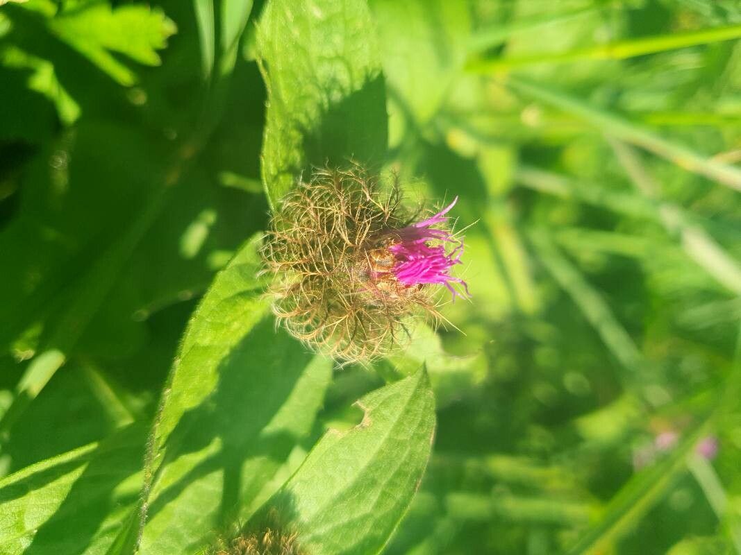 Centaurea pseudophrygia flower