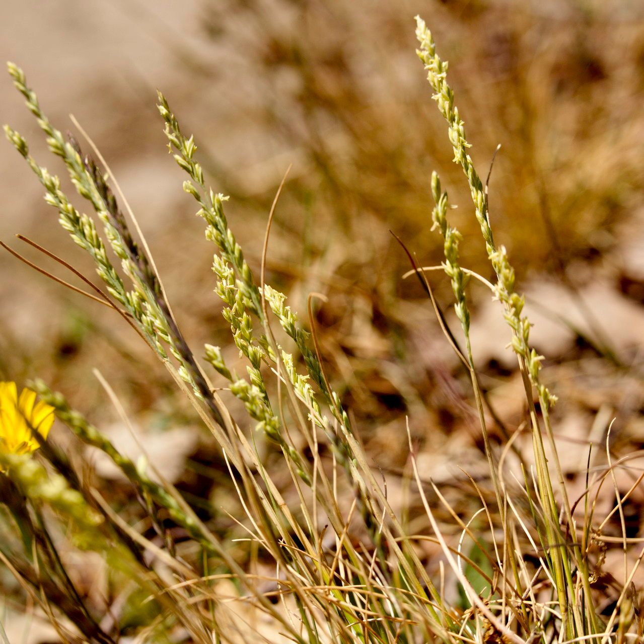 Milium vernale — related species from the same genus