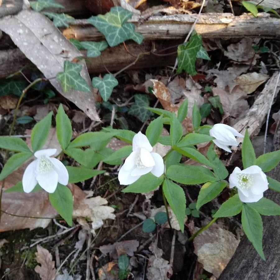 Anemonoides trifolia flower